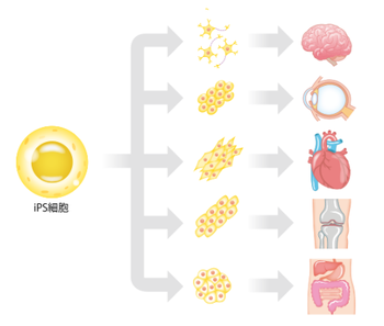 iPS cells that the development to various regenerative medicine is advancing