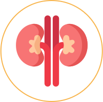 kidney