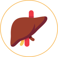 liver